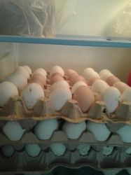 Купить куриные домашние яйца на сайте Fen-Shy.ru под заказ